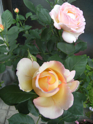 2012.5.13-004.jpg