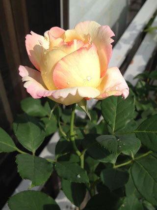 2012.5.16i-001.jpg