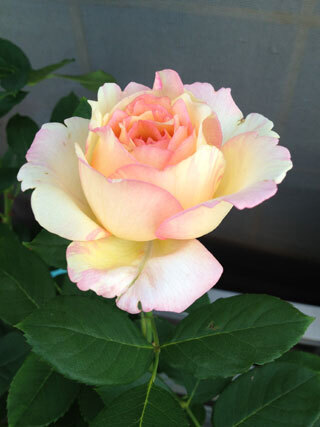 2012.5.16i-005.jpg