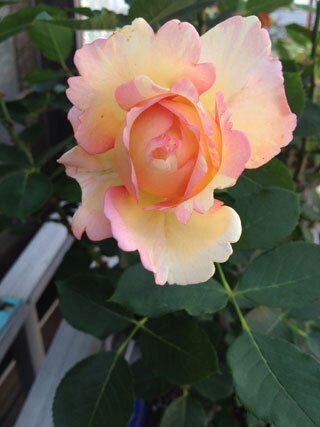 2012.5.16i-006.jpg