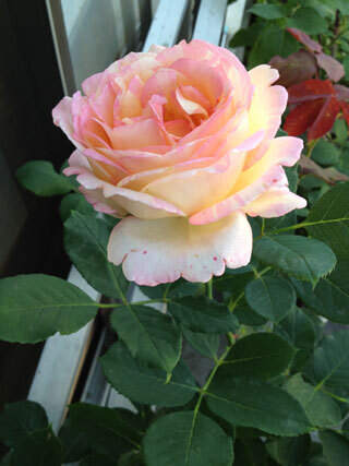2012.5.18i-003.jpg
