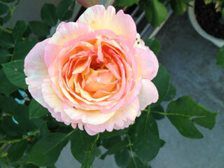2012.5.18i-004.jpg
