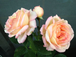 2012.5.21i-038.jpg