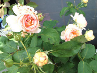 2012.6.23i-001.jpg