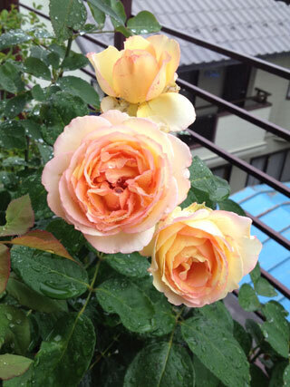 2012.7.1i-001.jpg