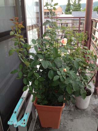 2012.7.2i-002.jpg
