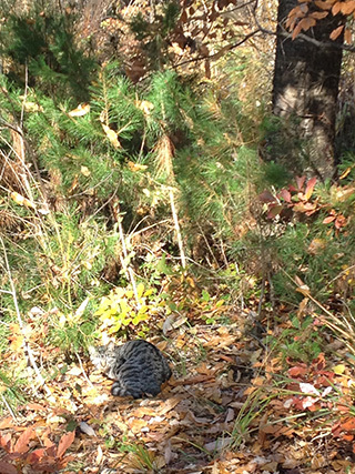 2014-11-30-(17).jpg