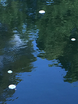 2017-9-3-(137).jpg