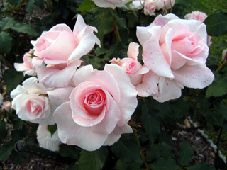 bridalpink.jpg