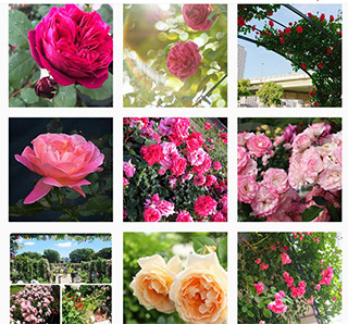 insta-rose.jpg