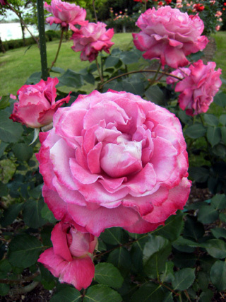 rose.jpg