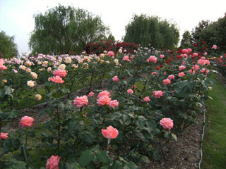 rose2.jpg